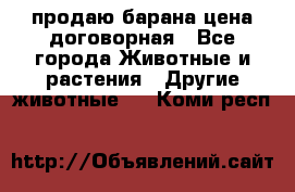 продаю барана цена договорная - Все города Животные и растения » Другие животные   . Коми респ.